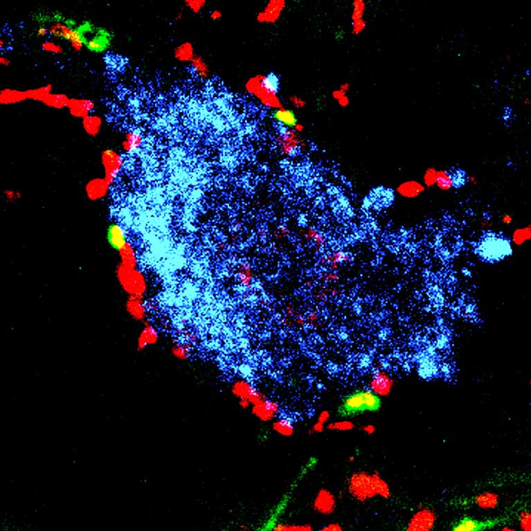 Azim Lab Home | Azim Lab - Salk Institute for Biological Studies