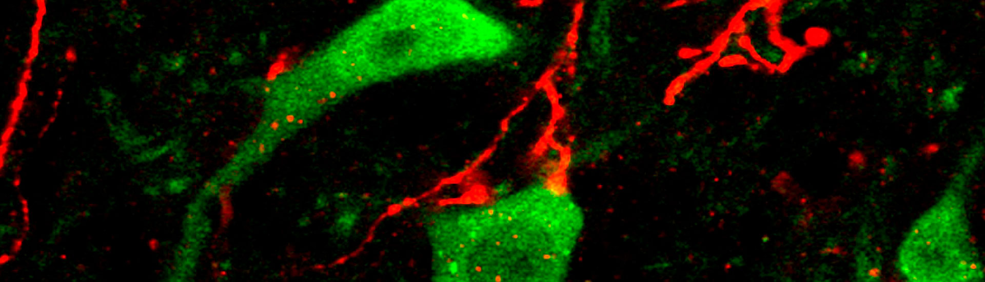 Azim Lab Home | Azim Lab - Salk Institute for Biological Studies